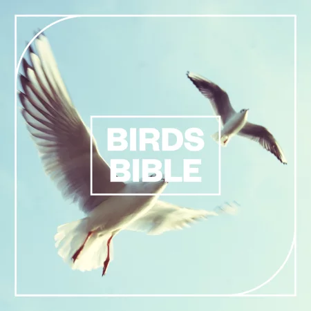 Blastwave FX Birds Bible WAV