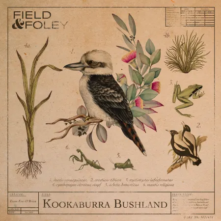 Field & Foley Kookaburra Bushland WAV